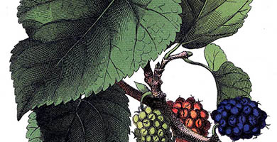 0423  Mulberry- Vintage- Graphics Fairy